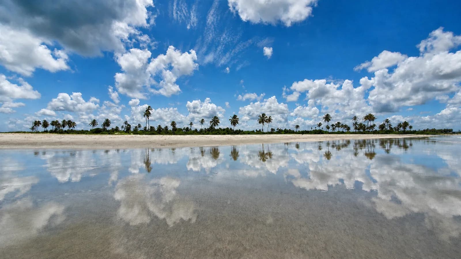 Coqueiros refletidos na água junto à praia